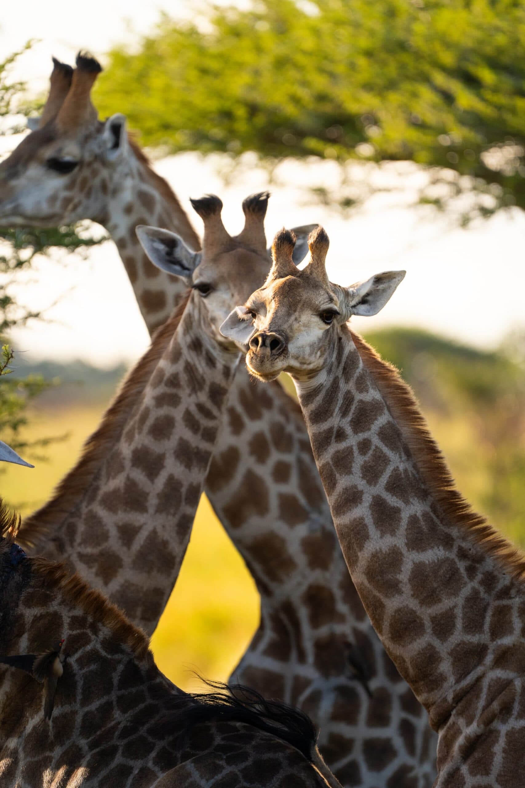 Game Drives