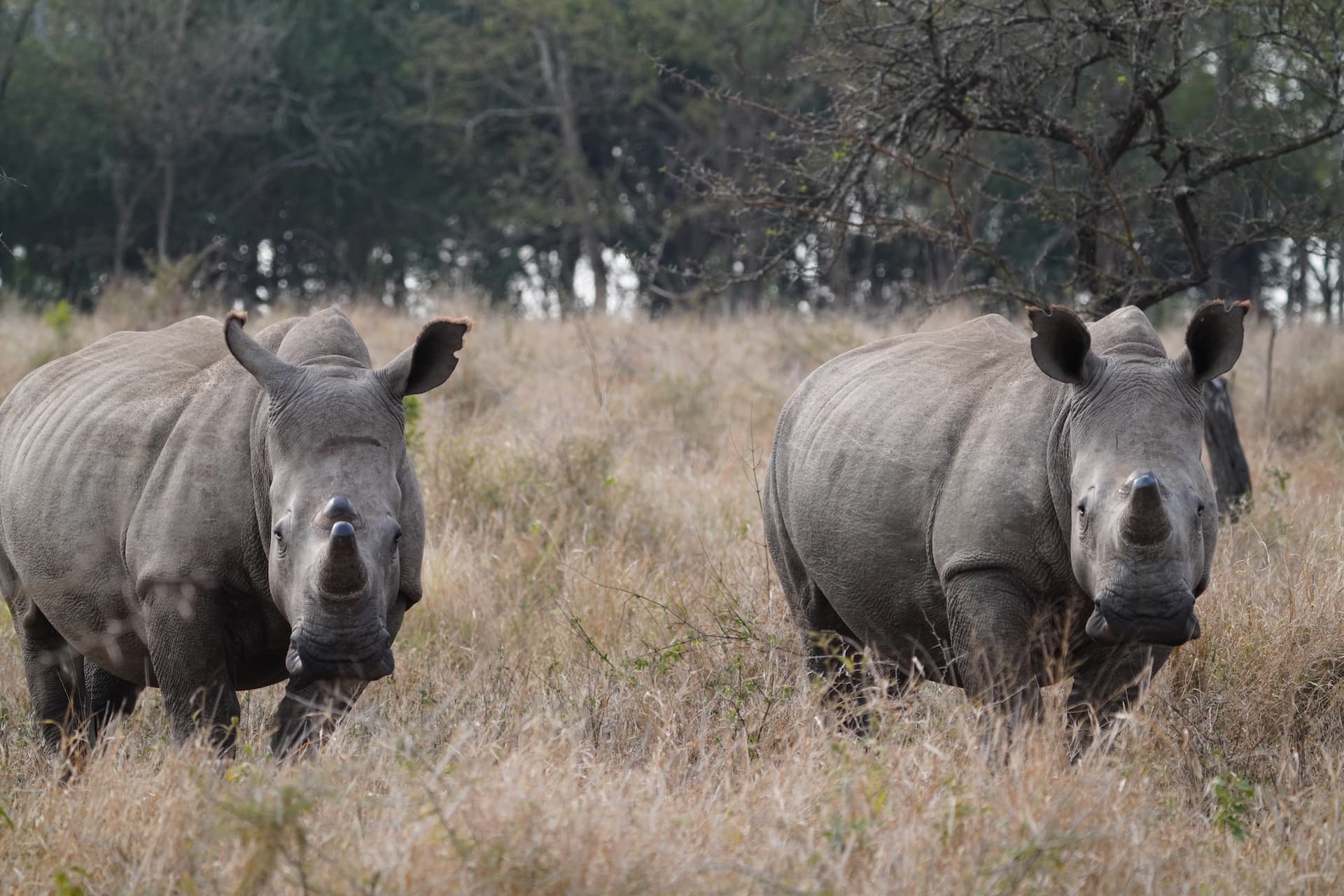 Rhino Orphanage